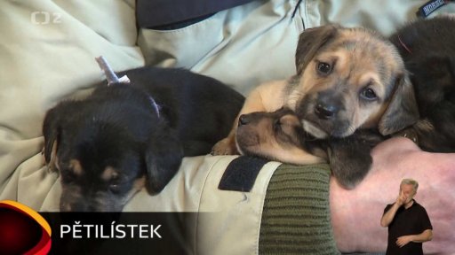 Nabídka psů a koček ze Zimoře