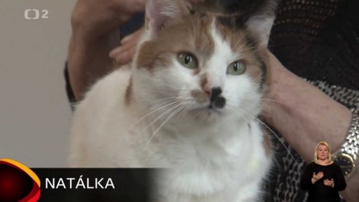 Nabídka koček ze Sušice