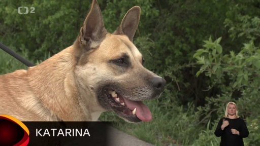 Nabídka psů z Buštěhradu