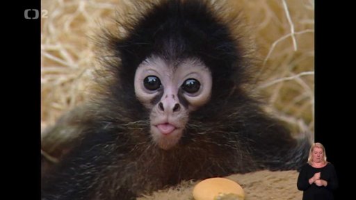 Opice si vybírají blechy