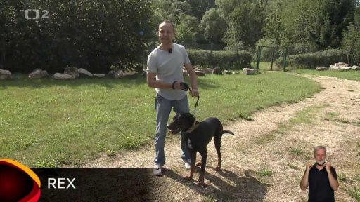 Nabídka psů z Liberce