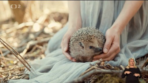 Novinky ze záchranné stanice v Jaroměři