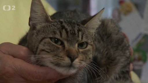 Nabídka koček Dobříně