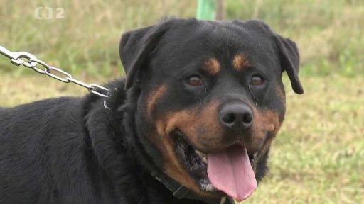 Nabídka psů z Němčovic