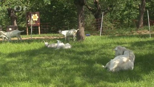 I zvířata trpí depresemi