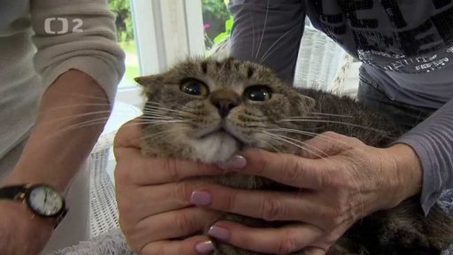 Nabídka koček z Kladna