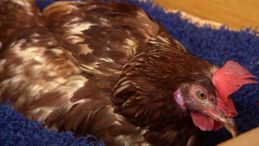 Evelína z klecového chovu