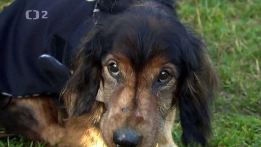 Nabídka psů z Jablonce nad Nisou