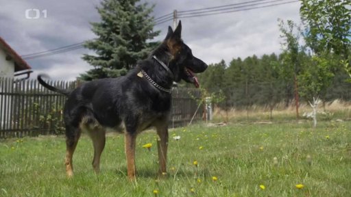 Úzkostný Ron: v čem je problém?