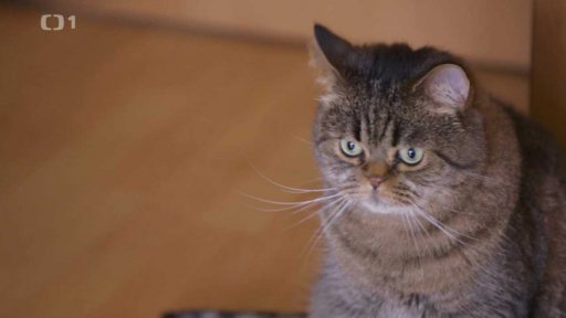 Hysterická Baruška: seznámení s koučem