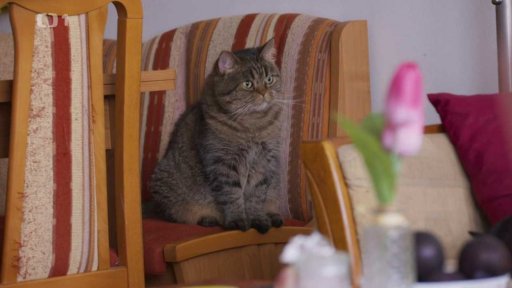 Hysterická Baruška: triky a rady