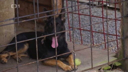 Úzkostný Ron: po měsíci