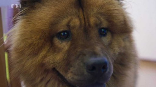 Tvrdohlavá Sheila: v čem je problém?