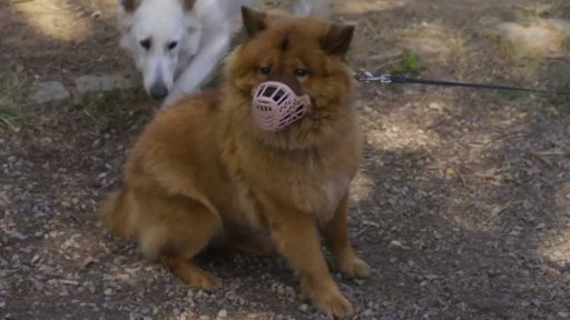 Tvrdohlavá Sheila: seznámení s koučem