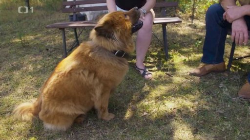 Tvrdohlavá Sheila: triky a rady