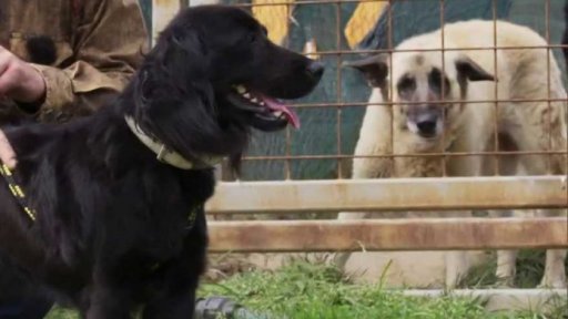 Nezvladatelná Leila: triky a rady