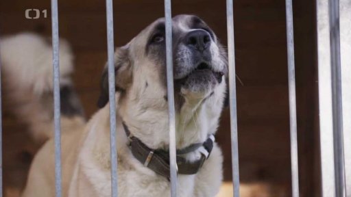 Osamělý Sam: seznámení s koučem