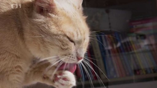 Dominantní Kája: seznámení s koučem