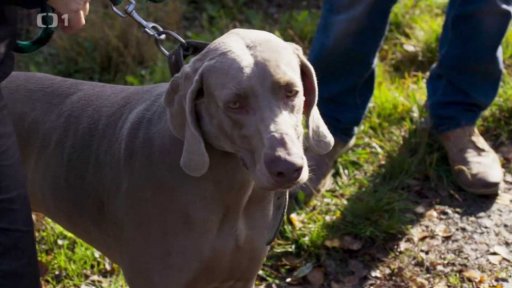 Osamělý Sam: po měsíci