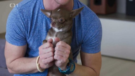 Línající Chilli: v čem je problém?