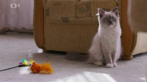 Nepřátelská Mia: v čem je problém?