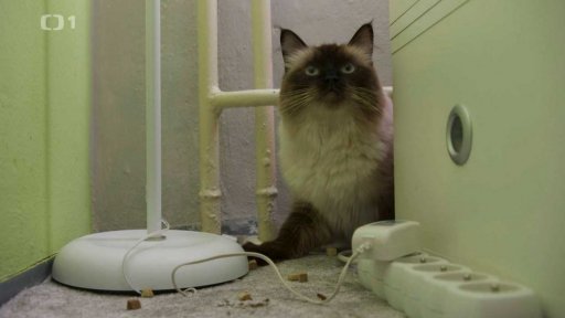 Nepřátelská Mia: seznámení s koučem