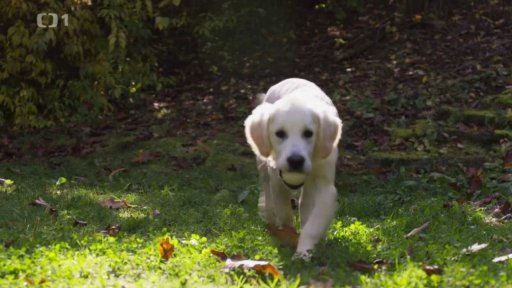 Štěněcí Gigi: v čem je problém?