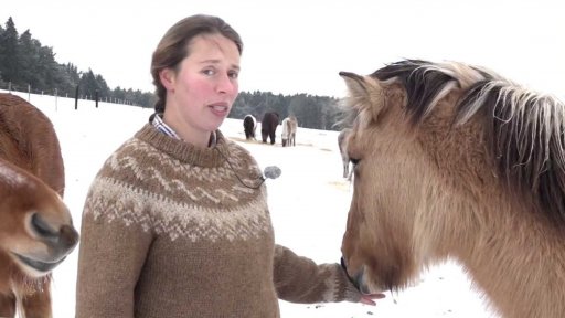 Islandští koně z Mileva