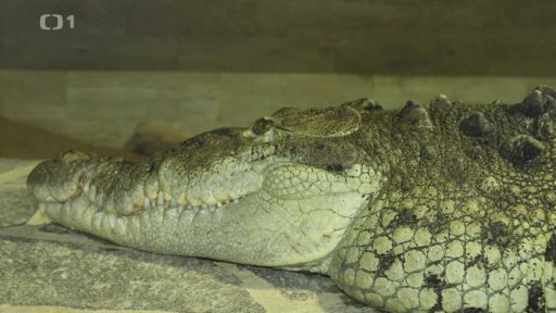 Krokodýlí ZOO