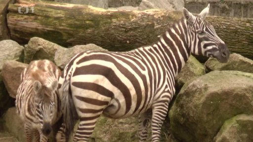 Zoologická zahrada Liberec