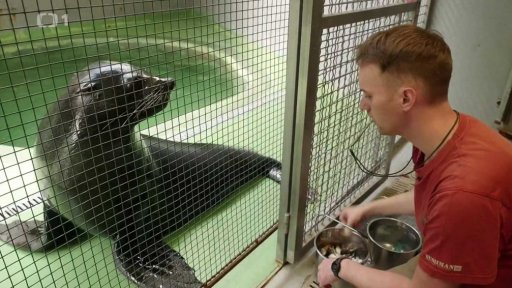 Lachtani v pražské zoo