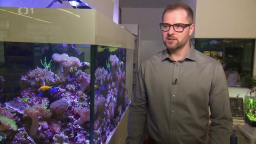 Domácí mořské akvárium