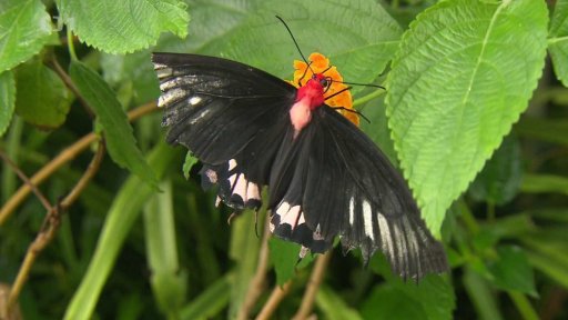 Motýli v botanické zahradě