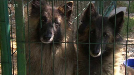 Chov belgického ovčáka