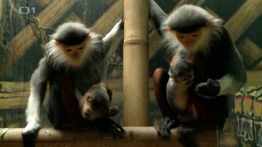 Chov opiček Langar Duk