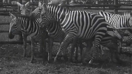 Afrika ve Dvoře Králové