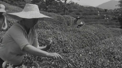 Sklizeň čaje v Gruzii