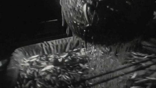 Noční lov sajry v Kurilském moři