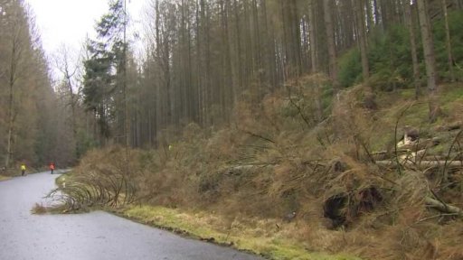 Nebezpečné stromy zničené kůrovcem