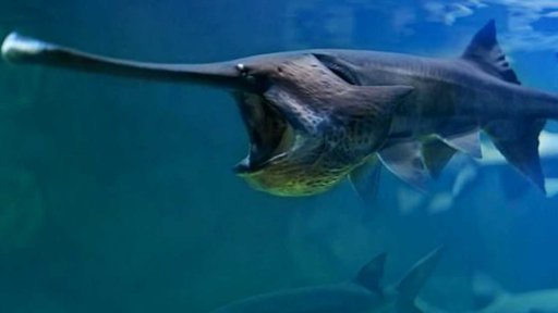 První oficiálně vyhynulé zvíře letošního roku