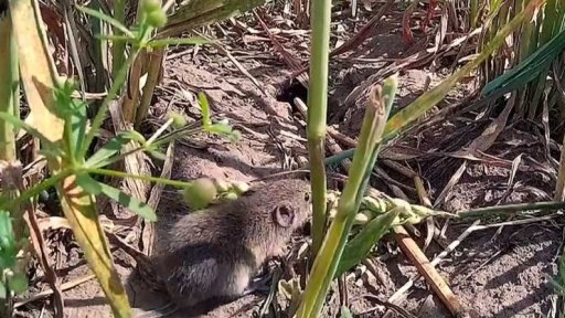Stamilionové škody od přemnožených hrabošů