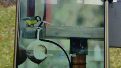 Končí sčítání ptáků