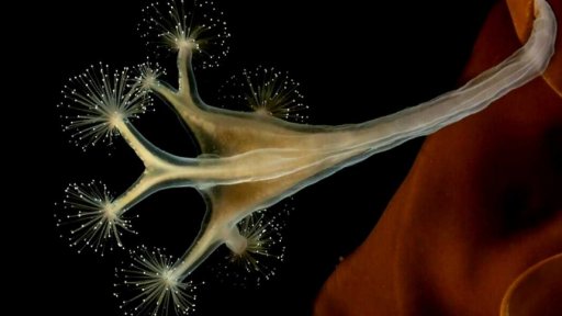 Čech uspěl ve fotosoutěži Ocean Art