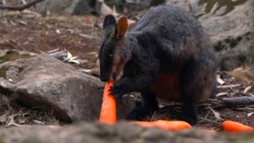 Jídlo pro zvířata v Austrálii