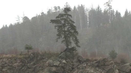 Český adept na Evropský strom roku