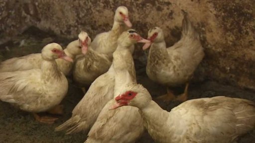 Podezření na výskyt ptačí chřipky