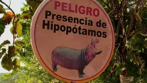 Přemnožení hroši v Kolumbii