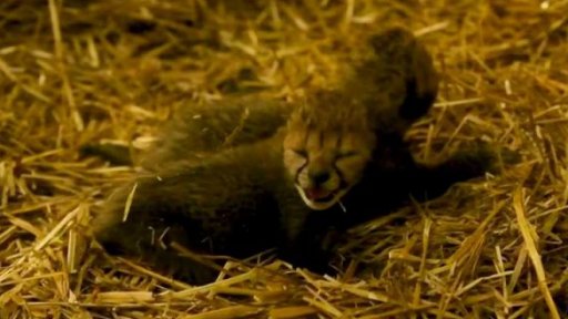 Mláďata gepardů z umělého oplodnění