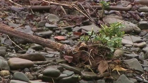 Nebezpečná rostlina v Česku