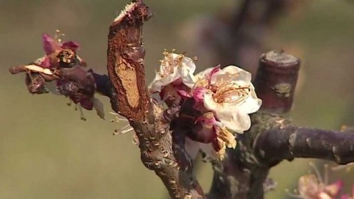 Jarní mrazy zhorší úrodu